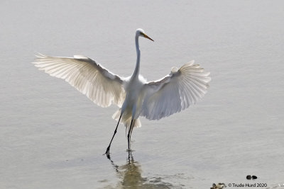 Great Egret wants a fish (motioning THIS BIG)