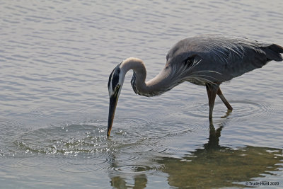 What did Great Blue Heron find?
