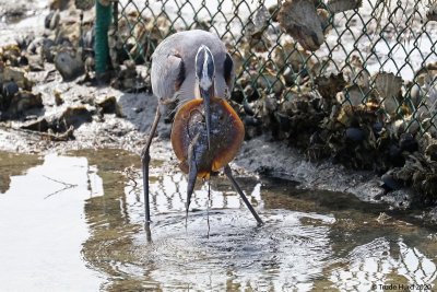 Unable to swallow stingray after MANY tries