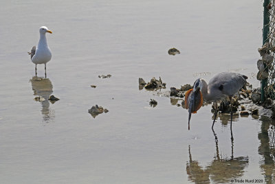 Finally gave up and gulls ate