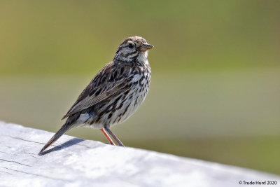 Belding's Savannah Sparrow, endangered species