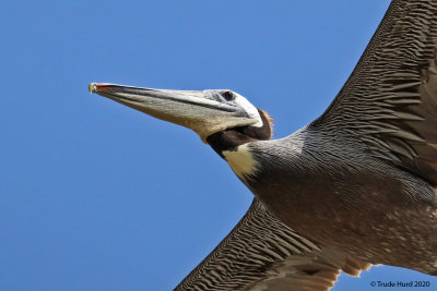 California Brown Pelican, no longer endangered but maybe still in trouble