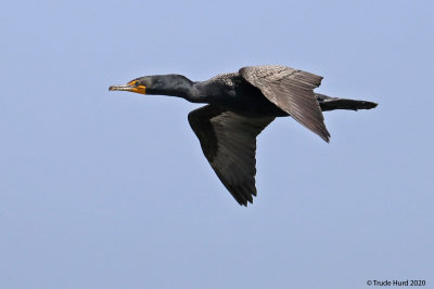 Double-crested Cormorant  