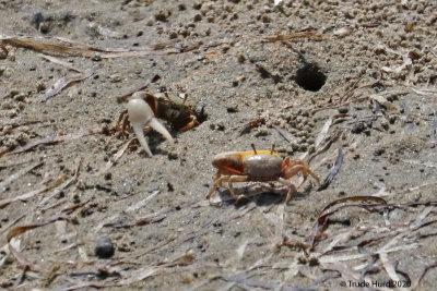 Fiddler crabs easily seen during low tide