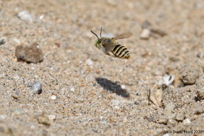 Sand wasp hovers over  sand