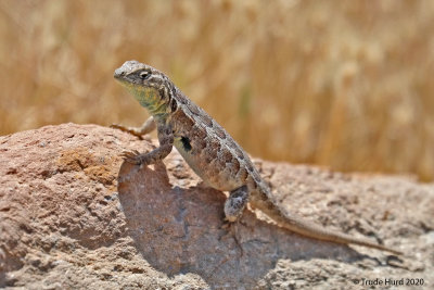 Side-blotched lizard watches for insects
