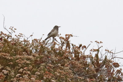 Cactus Wren in California buckwheat on overcast morning