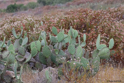 Prickly pear cactus and California buckwheat