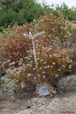 Dudleya in flower and California buckwheat