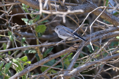 Blue-gray Gnatcatcher feeding young nearby