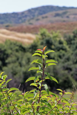 Laurel sumac 