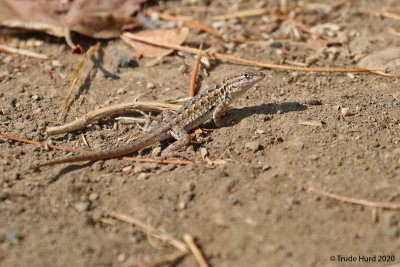 Side-blotched lizard  