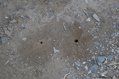 Evidence of ground-nesting native bees