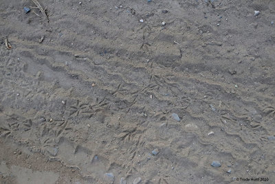Tracks of a bird (probably towhee)