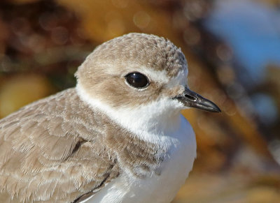 SNOWY PLOVER