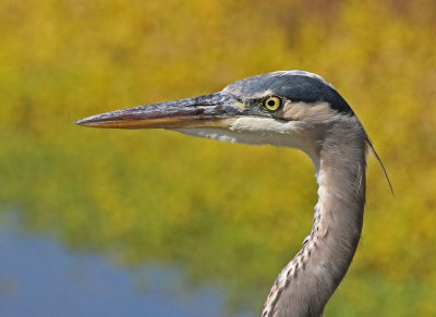 GREAT BLUE HERON