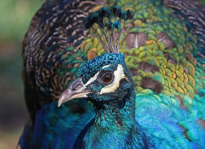PEACOCK