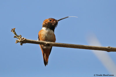 Tongue of hummingbird!