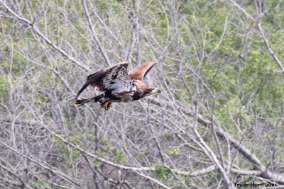 Bald Eagle caught and ate 3 small fish