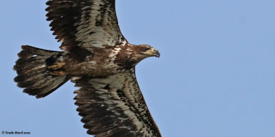 2021_bald_eagle_hcp
