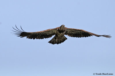 Bald Eagle juvenile approaches