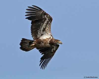 Bald Eagle 