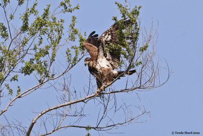 Bald Eagle landing ungracefully