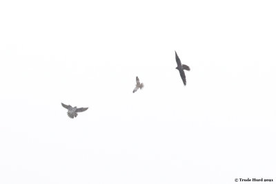 Peregrine Adults chase Eurasian Collared-Dove