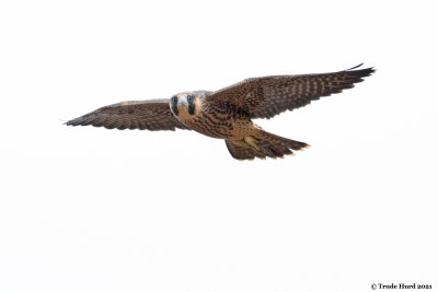 Peregrine Juvenile