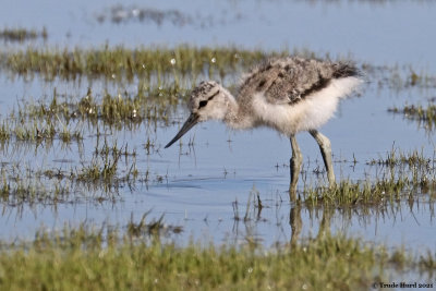 American Avocet chick foraging