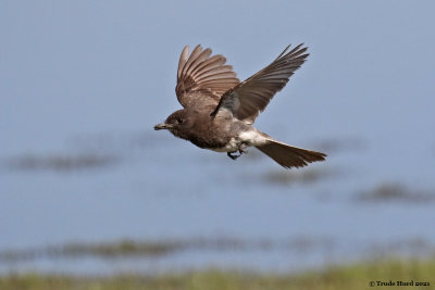 Black Phoebe also foraging 