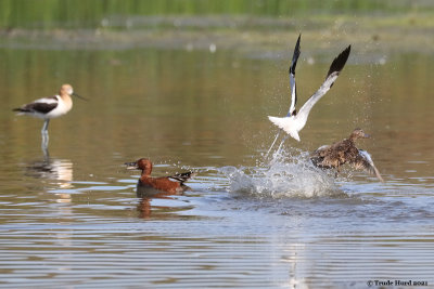 Avocet parent chases Cinnamon Teal 