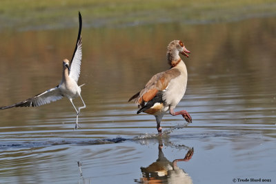 Avocet parent chases Egyptian Goose