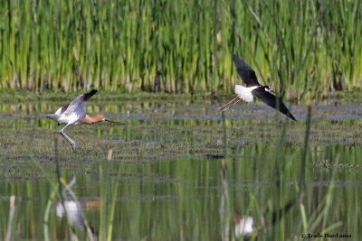 Avocet chases Black-necked Stilt
