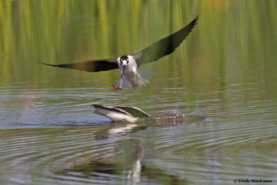 Black-necked Stilt chases avocet 