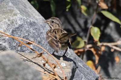Song Sparrow fledgling.