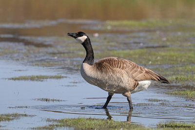 Canada Goose drinking 
