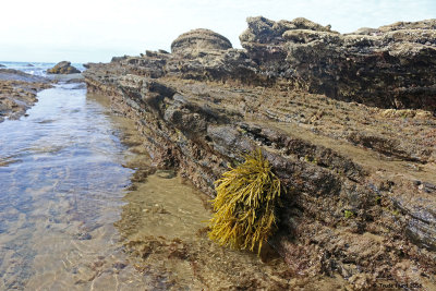 Rockweed