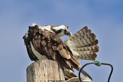 Osprey preening