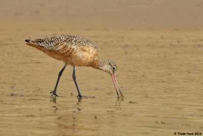 Marbled Godwit foraging