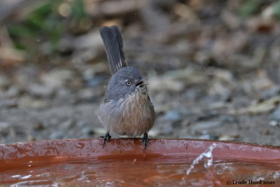 Wrentit enjoys reliable source water