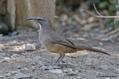 California Thrasher arrives