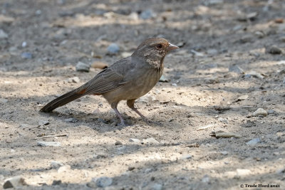 California Towhee arrives