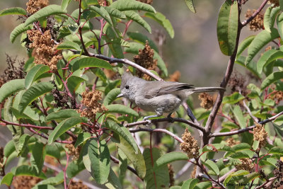 Oak Titmouse in laurel sumac