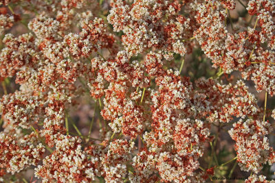 California buckwheat