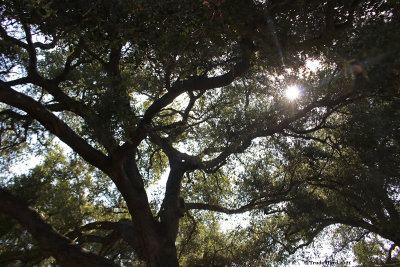 Sunlight through oak 