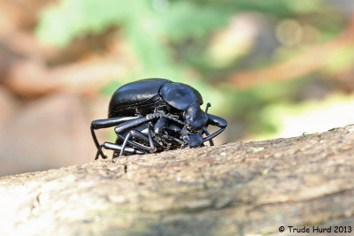 Armored stink beetles ready for you-know-what