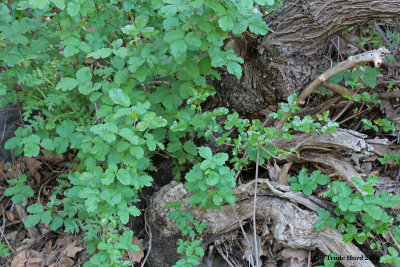 Watch out for poison oak