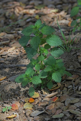 Watch out for stinging nettle