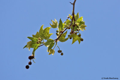 Sycamore leaves new growth  